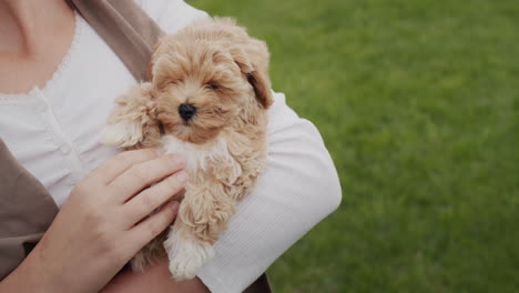mujer sosteniendo un pequeño cachorro maltipoo en sus brazos