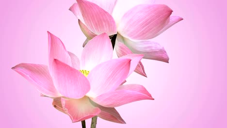 water lily blossom.