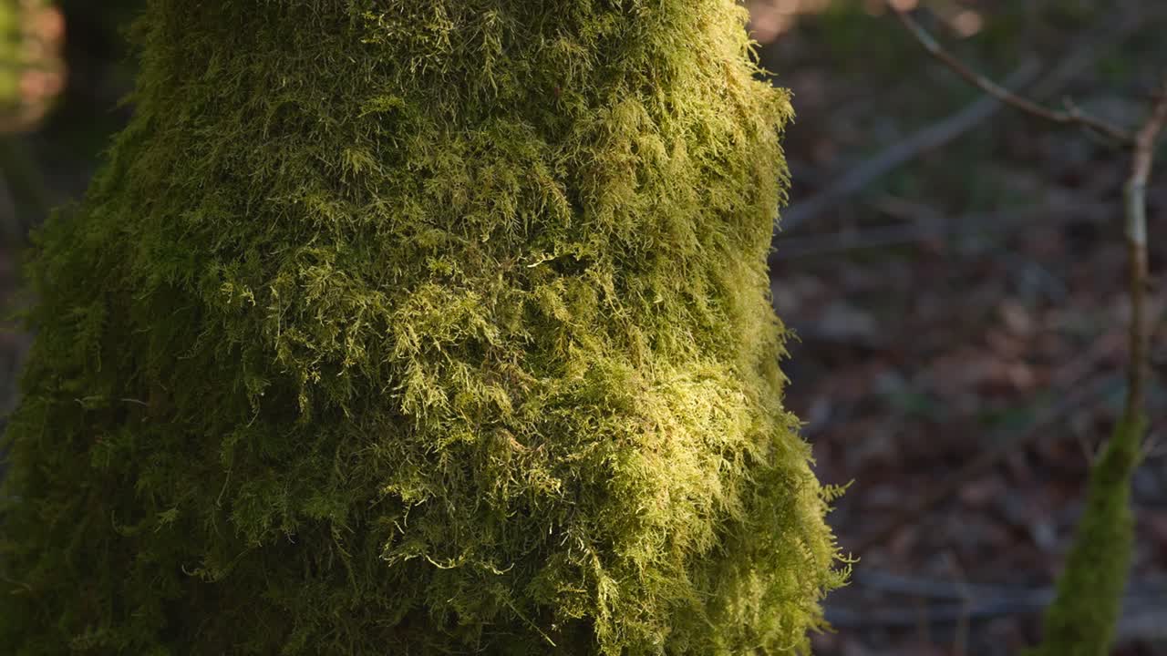 Vista detallada de troncos de árboles cubiertos de musgo en un bosque tranquilo. Ideal para documentales de naturaleza y visuales de fondo relajantes.