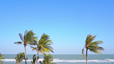 palmeras tropicales dobladas bajo un fuerte viento junto al mar en un día soleado y sin nubes