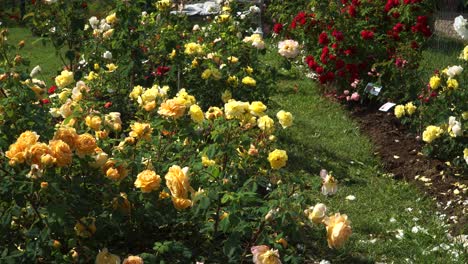 Muestra-De-Jardín-De-Rosas