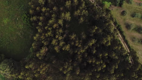 escalofriantes profundidades del bosque de asturias españa