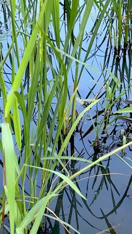 plantas de arroz verdes y exuberantes en aguas tranquilas