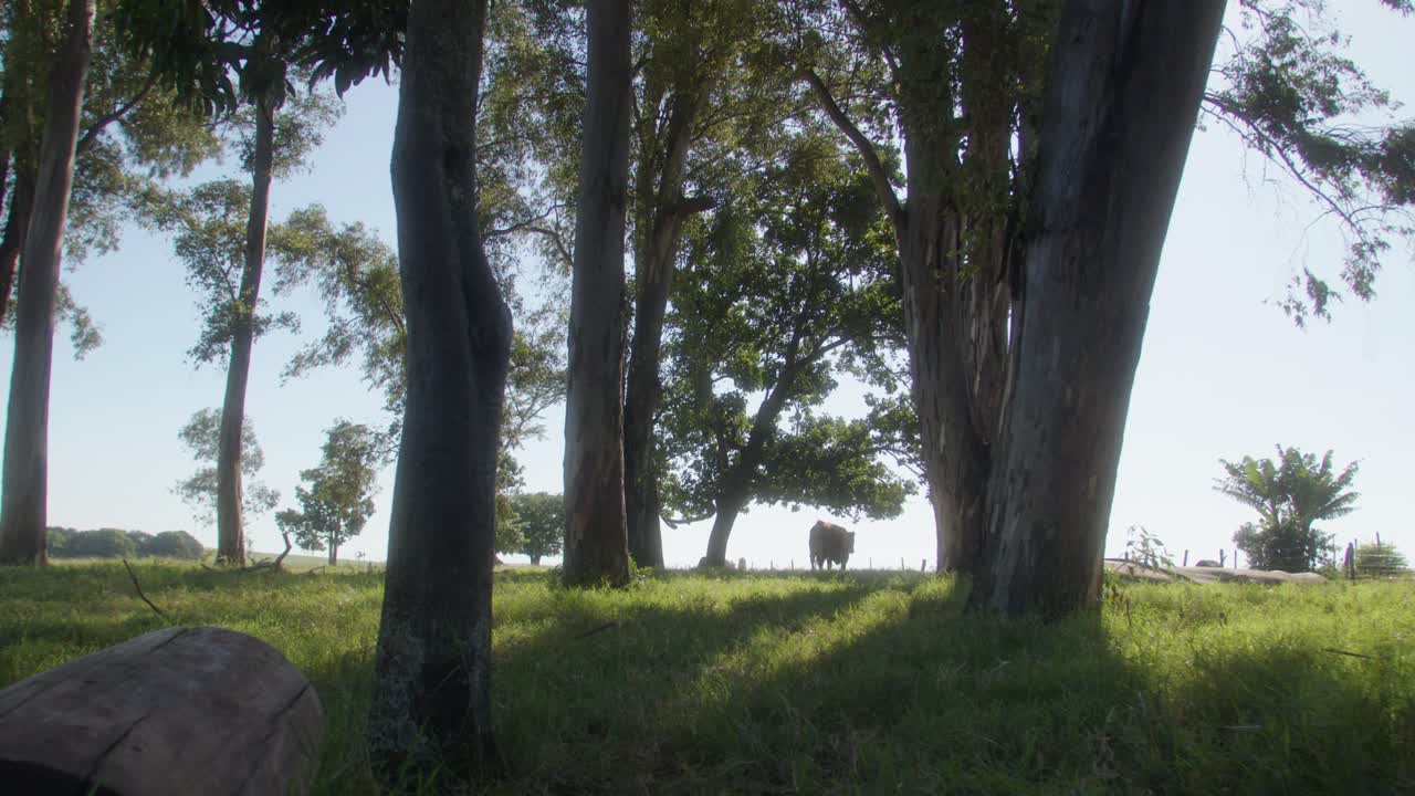 나무  ⁇  에서 사육 하는 외로운 소: 황금 시간 에 푸른 초원 에서 가축 을  ⁇ 는  ⁇