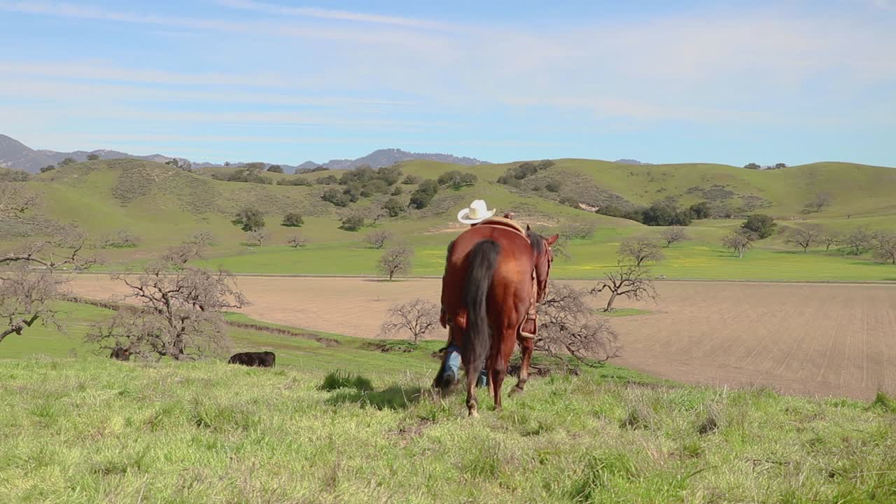 Mens han fører sin hest i tøjlerne, går cowboyen lige foran kameraet