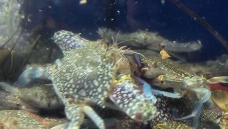 fresh blue crabs in market