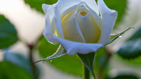 delicate white rose bud in dew