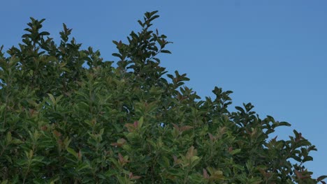 A beautiful green bush in the wind against a bright blue sky