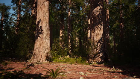 famous-Sequoia-park-and-giant-sequoia-tree-at-sunset