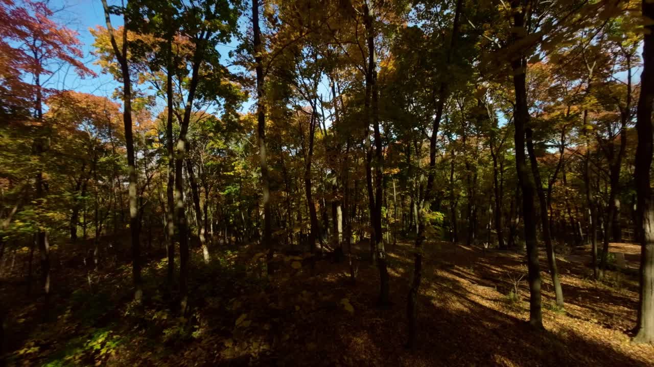 Vista aérea FPV del Monte Royal, Montreal, Canadá, con un paisaje forestal otoñal y follaje colorido, sobrevuelo a través del follaje en cámara lenta bajo el dosel de los árboles.