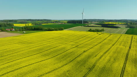 an aerial view of expansive rapeseed fields and surrounding green farmlands, with a distant view of wind turbines under a clear sky