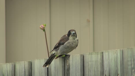 Butcherbird-Frotando-El-Pico-En-La-Valla-Volando-Australia-Gippsland-Maffra-Victoria