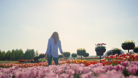 back view of young woman walking through beautiful flower field in sunny day.