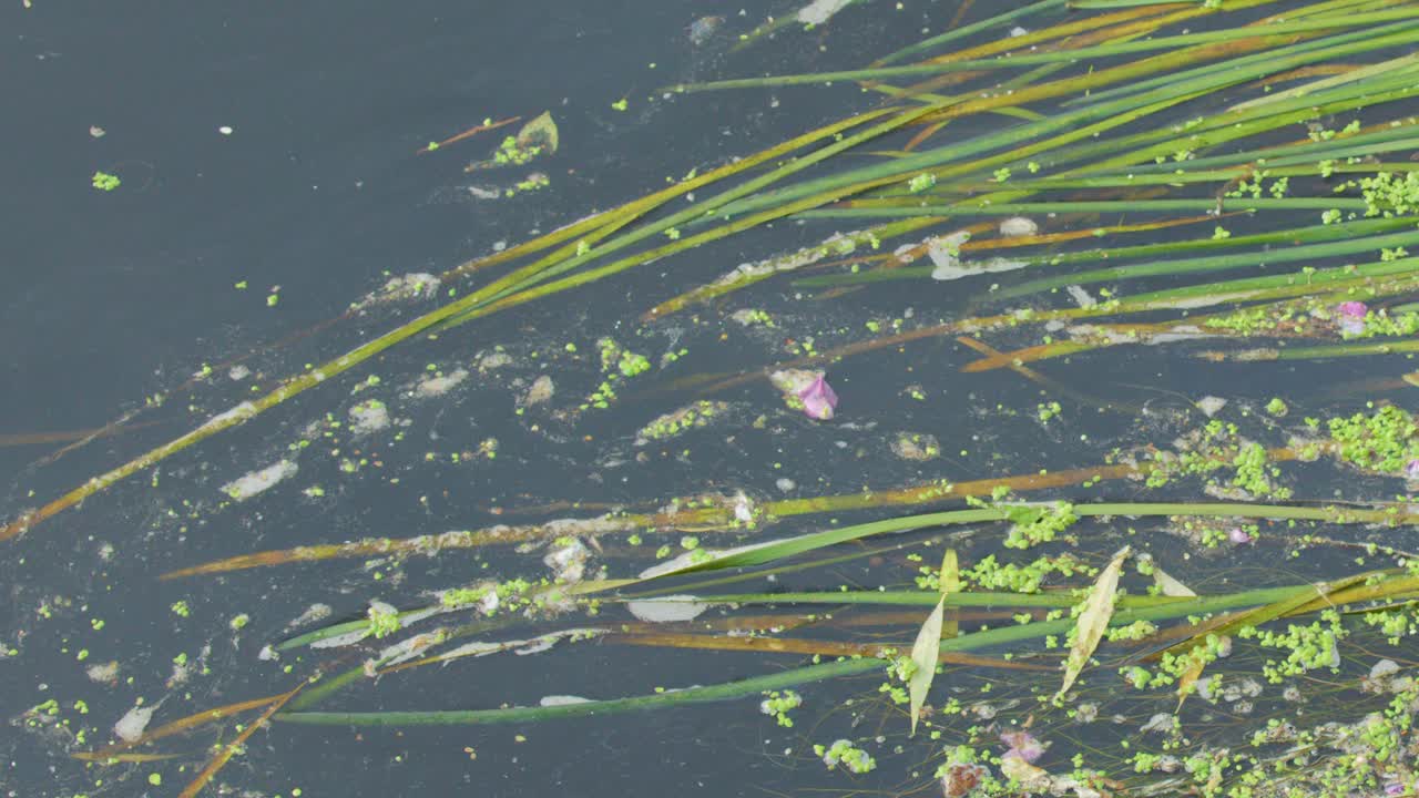 Aquatic plants, algae, and duckweed drift on calm river water under natural daylight, camera panning