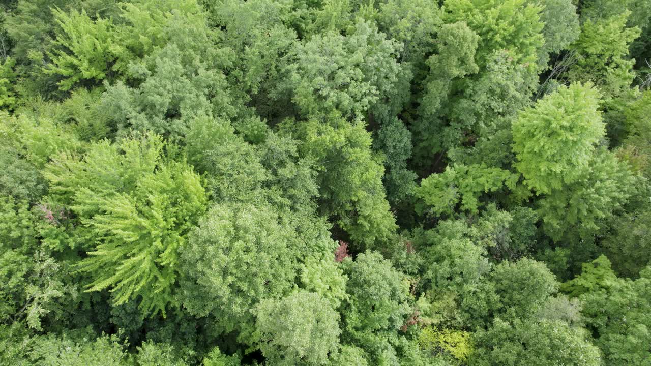 especies de árboles únicas, estados unidos, ohio, volando bajo sobre la plantación de árboles