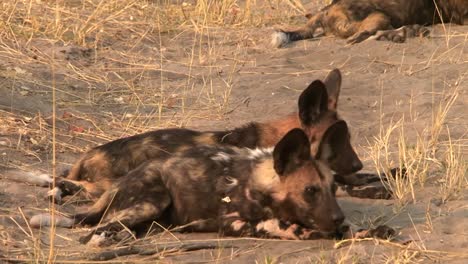 Dos-Perros-Salvajes-Africanos-Descansando-Uno-Detrás-Del-Otro-En-Hierba-Seca,-Más-Perros-Salvajes-En-El-Fondo