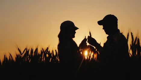 Dos-Agricultores-Trabajan-En-Un-Campo-De-Trigo-Mirando-Las-Espigas-Al-Atardecer