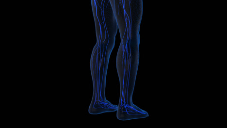 human leg anatomy - blood vessels and nerves