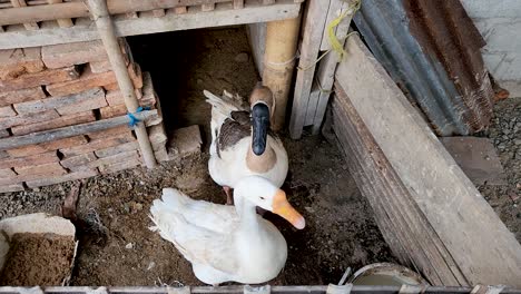 Geese-kept-in-dirty-cage,-food-production-industry,-close-up