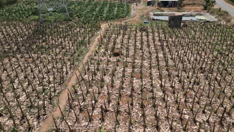 vista aérea de la plantación de plátanos