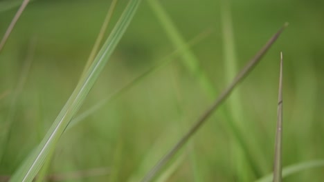 una hierba perenne originaria de asia tropical y subtropical y también introducida en varios países