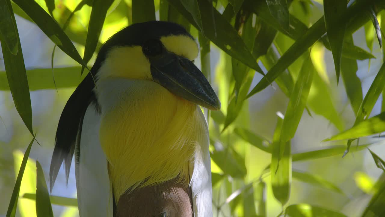 Tilt up Closeup view of a Boat-billed Heron perched in Bamboo and observing in the Peruvian rainforest