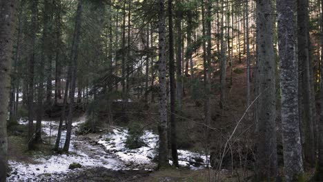 Snow-In-The-Spruce-Forest-At-Daytime-Of-Winter---wide-shot