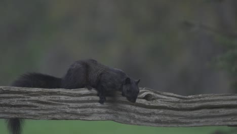 portrait of a curious black squirrel sitting on a rustic wooden fence