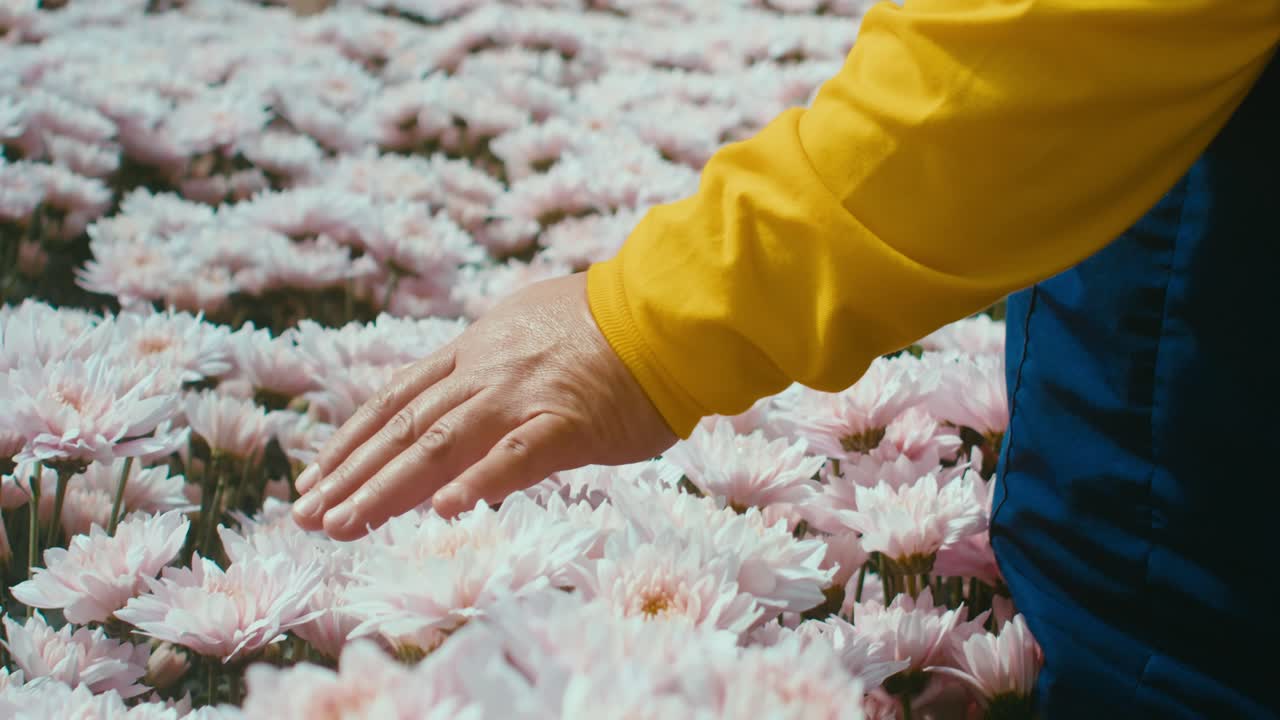 floristería en uniforme deslizando su mano sobre flores rosas en un invernadero
