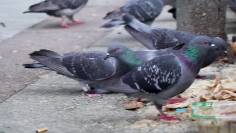 birds feeding on pavement