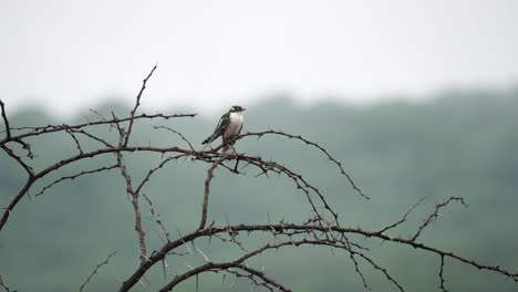 Diederik-Cuckoo-bird-perches-on-thorny-acacia-branch-with-grey-behind