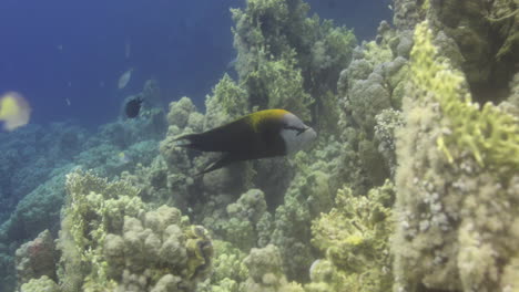 Sling-jaw-wrasse-in-the-Coral-Reef-of-the-Red-Sea,-preparing-to-hunt-a-meal-and-enlarging-its-jaw-4K