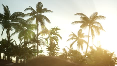 Silhouette-coconut-palm-trees-at-sunset