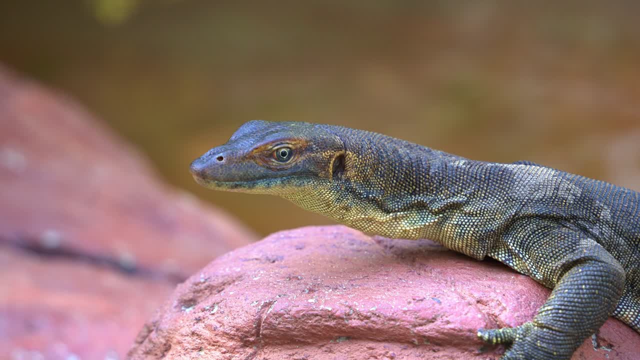An exotic mertens' water monitor, varanus mertensi basking on the shore, blinked its eye, close up shot of an endangered wildlife species endemic to northern Australia