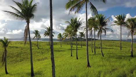 Aerial-shot-of-a-man-walking-on-a-path-alone-next-to-beautiful,-lush-and-green-fields-with-palm-trees