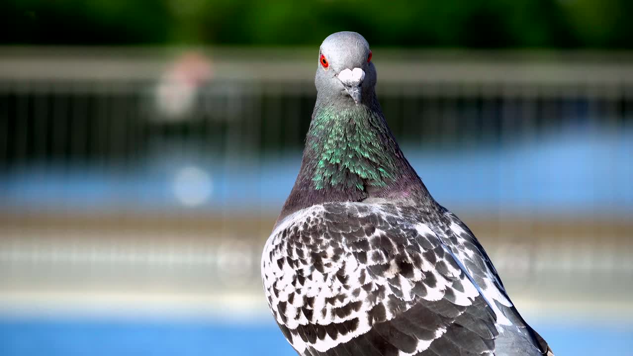 Detailed close-up of a pigeon basking in sunlight at a London park. Vivid colors and soft background highlight feather texture, creating a serene nature scene
