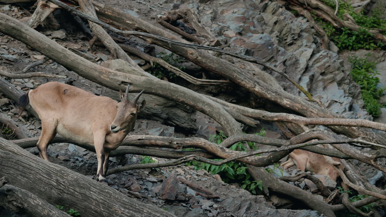 Markhor nel loro habitat naturale di montagna