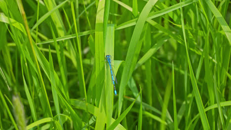 neon blue dragonfly resting on a leaf in the warm summer sunlight, lincolnshire, uk