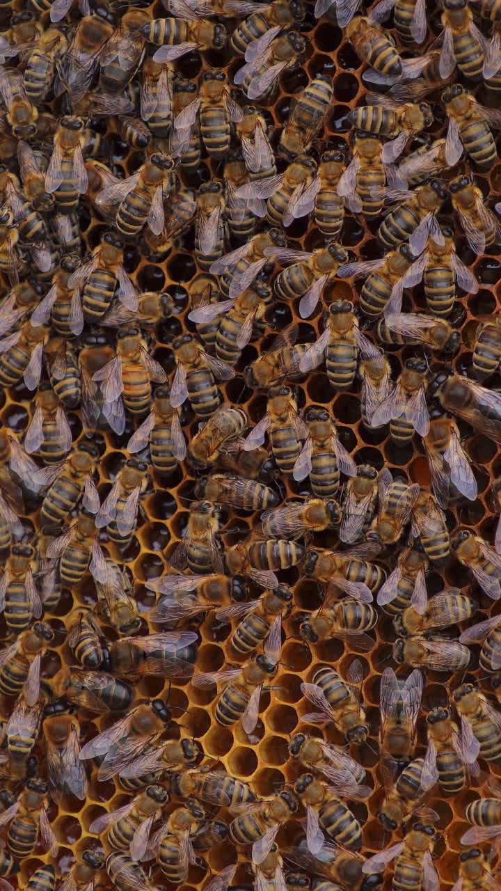 Many brown bees crowl and fly over honeyomb. Selective focus on many working insects. Apiculture concept. Vertical video