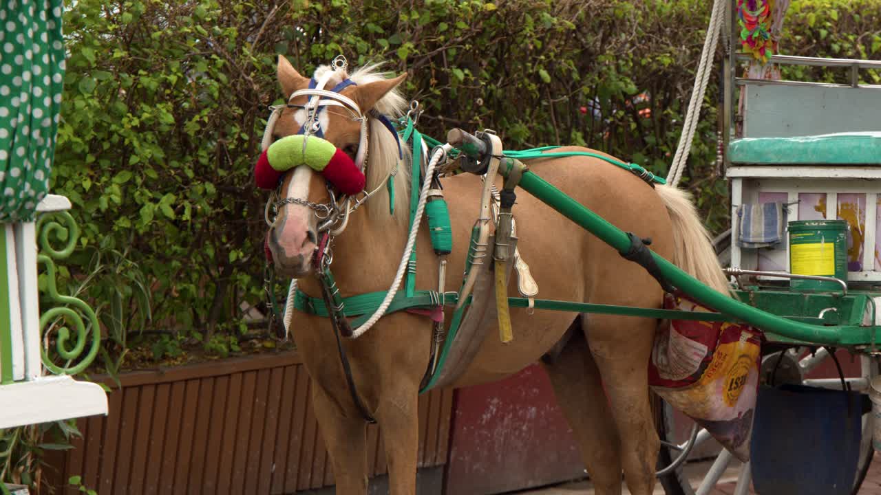 Um cavalo marrom está atrelado a uma tradicional carruagem kalesa de madeira em Manila, Filipinas.