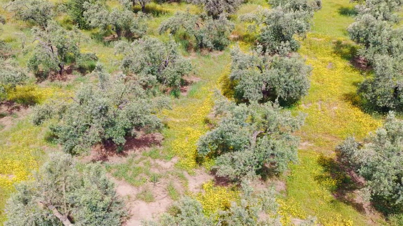 Splendida prospettiva aerea di una rigogliosa piantagione di ulivi, con vivaci fiori selvatici gialli che sbocciano sul terreno verde e marrone durante una giornata di sole in campagna