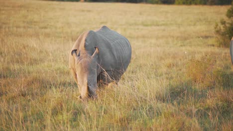 small rhino eating grass in south africa