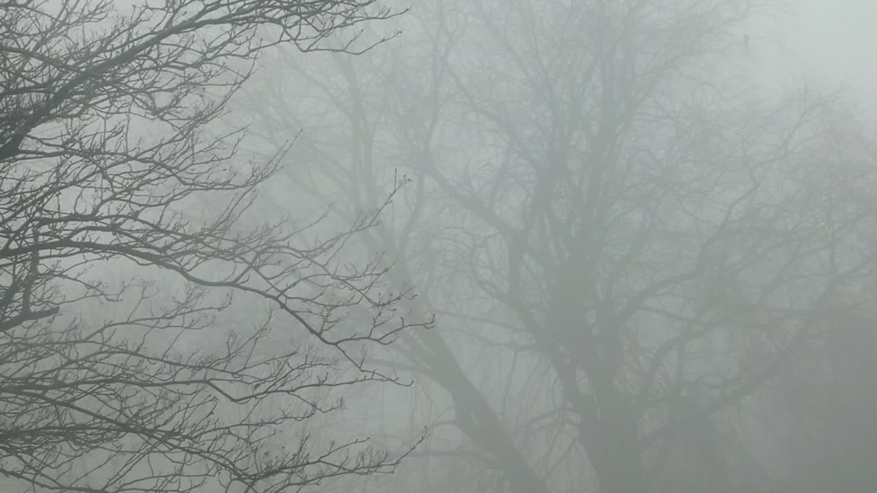 Cold December ghostly haunting leafless tree branches silhouette in dense Winter fog zooming in shot