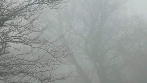 frío diciembre fantasmal inquietante silueta de ramas de árboles sin hojas en una densa niebla invernal acercándose a tiro