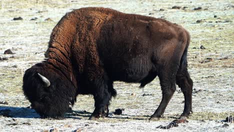 Cinematic-frosted-Yellowstone-huge-wild-buffalos-in-reserve-Evergreen-Genesse-Colorado-Rocky-Mountains-breathing-fog-freezing-ice-cold-fall-winter-morning-fresh-snow-follow-pan-eating-dead-grass