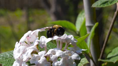 Abejorro-Cubierto-De-Polen-Muerto-En-Flor-Viburnum-Fragante-Blanca---Ontario,-Canadá