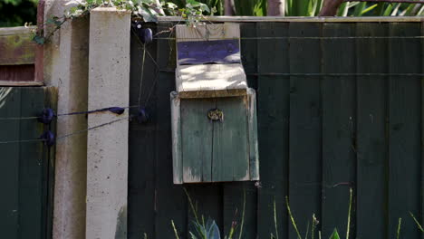 bluetit bird landing and entering an urban birdbox, static tripod slow motion