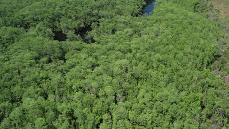 aerial flight over very dense forest along a lake river in northern florida