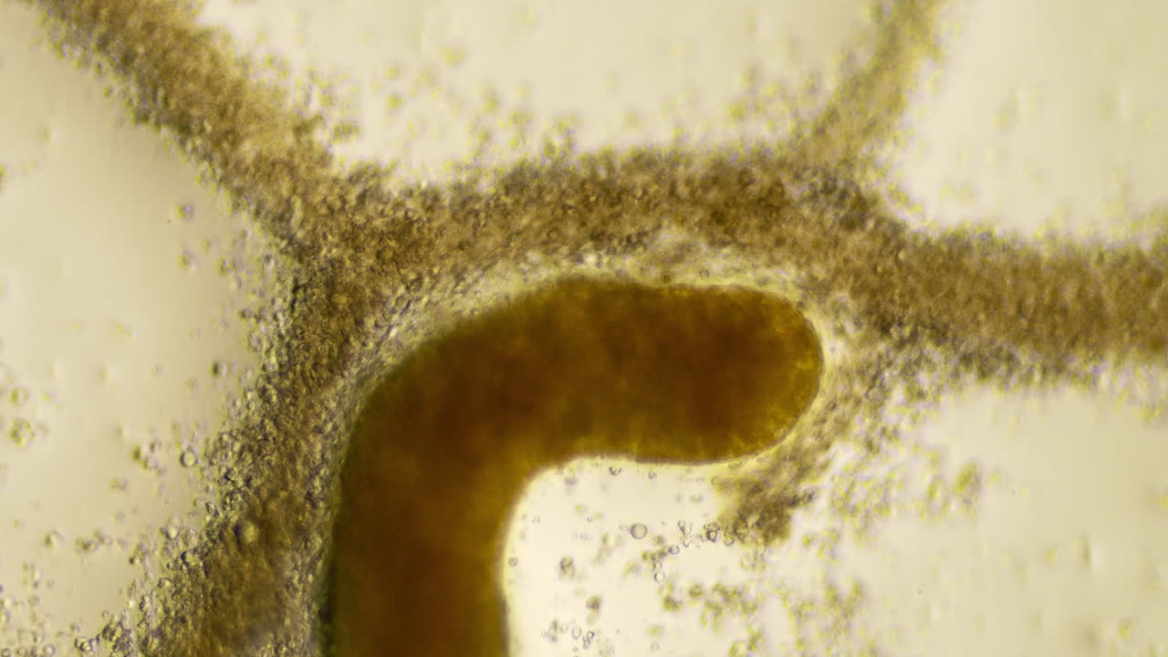 Microscopic View of a Biological Structure or Organism