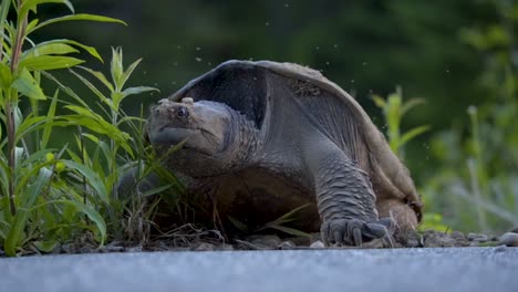 tortuga mordedora gigante poniendo huevos, rodeada de bichos de primavera